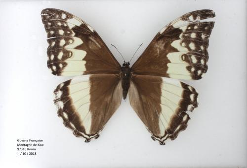 Morpho sp.